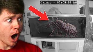 They Bought a SPIDER off the DARK WEB Goes Wrong [upl. by Llenrub243]