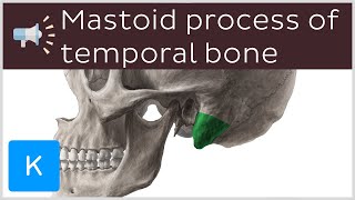 Mastoid process of temporal bone  Anatomical Terms Pronunciation by Kenhub [upl. by Bissell605]