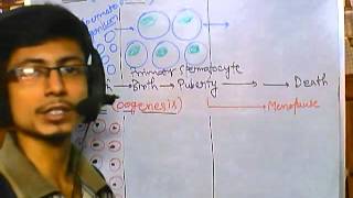 Developmental biology part 7  spermatogenesis and oogenesis in mammals [upl. by Idette687]