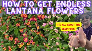 This One Simple Step Will Keep Your Lantana Blooming All Season [upl. by Gordy778]