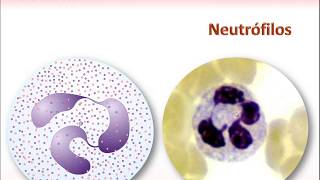 5 Neutrófilos Eosinófilos y Basófilos [upl. by Retrak]