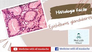 2 Les Epithéliums Glandulaires Histologie 1ère MED [upl. by Atiuqad465]