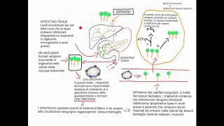 CORSO DI BIOCHIMICA  LEZIONE 28 DI 47  METABOLISMO DEI LIPIDI  PARTE 1 [upl. by Anai]