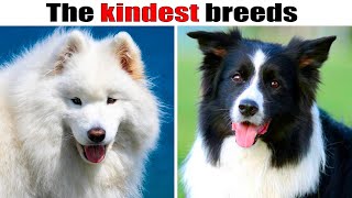 9 Kindest dog breeds in the world [upl. by Nilcaj]