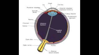 Aqueous Humor Pathway  Anatomy [upl. by Acenahs]