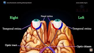 VISUAL PATHWAY ANIMATED  Animated anatomy lectures USMLE Step 1 [upl. by Pirbhai]