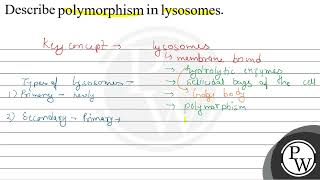 Describe polymorphism in lysosomes W [upl. by Nolte]