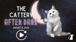 The Cattery AFTER DARK Aug 8 [upl. by Niall]