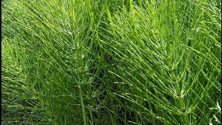 Horsetail Medicine [upl. by Ayt172]