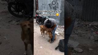 DogRescue StreetDogCare LoveDogs AnimalShelter DogTreatment PetCare DogLovers [upl. by Wauters]