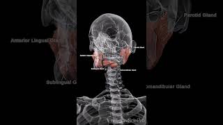 Discover the Wonders of Salivary Glands [upl. by Crowell537]