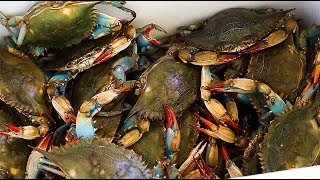 How to Boil Blue Crabs [upl. by Annawit564]