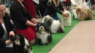 Bichon havanese show havanais championhanar Strängnäs 2017 [upl. by Nylrebma]