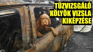 Tűzvizsgáló kölyök magyar vizsla kiképzése  GYUFA  FKI [upl. by Hobard138]