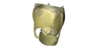 Laryngeal Elevation Posterior [upl. by Akere]