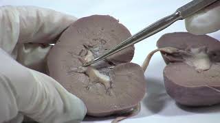 Sheep kidney dissection detail overview [upl. by Jaban]