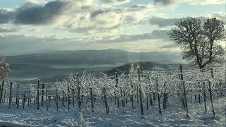 Il Vino di Ghiaccio  Eiswein  Ice wine  Vin de glace  Icewine  Crioestrazione [upl. by Bury]