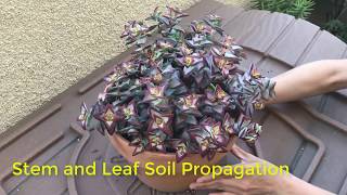 Stem and Leaf Propagation for Crassula rupestris or any stacking crassula [upl. by Myrvyn]