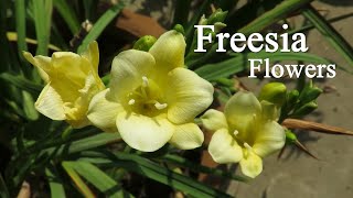 Freesia Flower Freesia Bulb Planting How To Grow Fresia Plants [upl. by Alden]