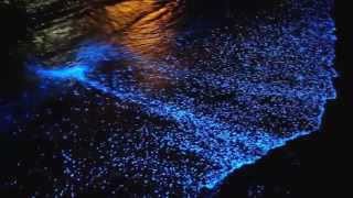 Natural wonders  Bioluminescent Phytoplankton Maldives [upl. by Ahtis]