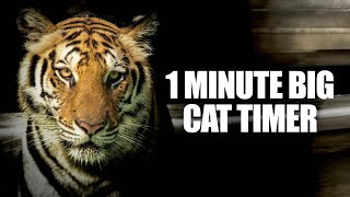 1 Minute Timer  One Minute Big Cat Timer  Tiger Growling Alarm Sound [upl. by Aileen]