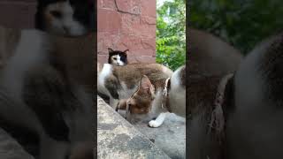 Monty the Aegean cat 2024 catcompilation [upl. by Adla]