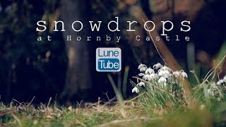 Snowdrops Hornby Castle Lancashire [upl. by Lambard]