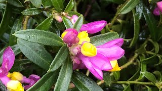 Polygala chamaebuxus var grandiflora Kamniski  Low Growing Ground cover Plant [upl. by Dnomasor745]