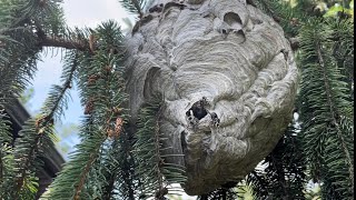 Bald face hornet nest treated with Raid Does Raid wasp and hornet spray work [upl. by Goldfinch]