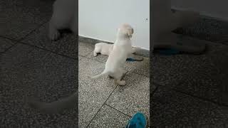 Chotti chotti 🐶🎃🤓subscribe doglover dogplaying trending viralvideo funny [upl. by Solracsiul]