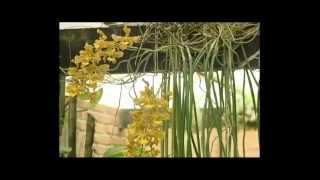 Documental Oncidium stacyi Parte 1 de 2 [upl. by Devora642]