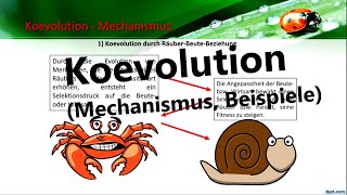 Was ist Koevolution Mechanismus Beispiele Biologie Evolution [upl. by Ahtekal]