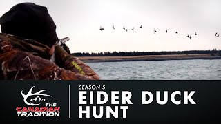 Eider Duck Hunt [upl. by Labannah]