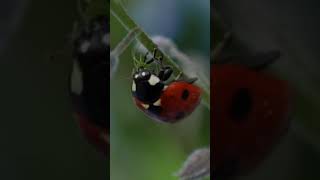 ladybird 🐞 eating a greenfly [upl. by Edric103]