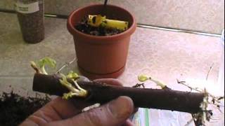 How to grow a fig tree from a cutting part 1 [upl. by Summer]