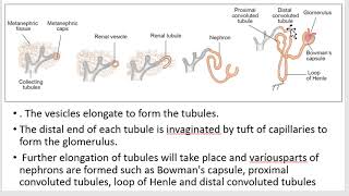 Development of Urinary system  Kidney  Ureter  Bladder [upl. by Marelya]