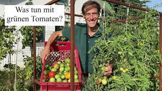 Was tun mit unreifen Tomaten 🍅 Tipps zum Nachreifen Lagern und Verarbeiten [upl. by Levi]