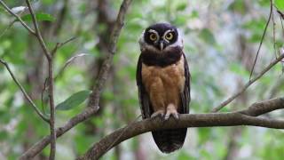 Spectacled Owl Pulsatrix perspicillata [upl. by Melborn]