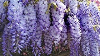 Wisteria sinensis glicinia glicina o flor de la pluma  Las plantas de Teresa [upl. by Ellimaj]