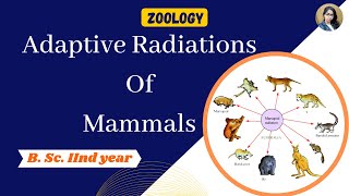 Adaptive Radiation of mammals in Hindi  B Sc 2nd year  Zoology [upl. by Nila288]