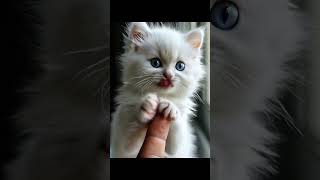 Kucing Imut Ngantuk petlover imutdanlucu cuteanimal hewangemes kucingimut cutepet kitten [upl. by Rebane408]