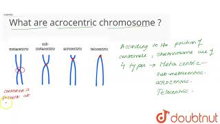 What are acrocentric chromosome [upl. by Nenerb]