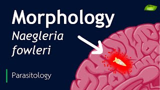 Naegleria fowleri  Morphological features  Parasitology  Basic Science Series [upl. by Letsyrc]