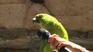 Parrot Sings Seven Songs at Disney World [upl. by Hajile919]