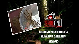 VLOG 15  Breeding Poecilotheria Sp Pmetallica amp Pregalis [upl. by Geof]