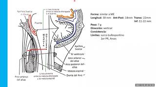 MEDULA OBLONGADA [upl. by Eicyak]