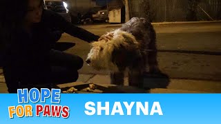 Rescuing an Old English Sheepdog near the railroad tracks Please share love [upl. by Kaile]