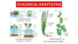 Ecological Adaptation  Hydrophytes Part  I [upl. by Ahen]