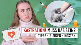 Kastration Katze  Komplikationen Veränderungen Kosten bei Kater amp Katze  kastrieren  Amely Rose [upl. by Hannan984]