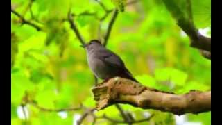 Gray Catbird making lots of calls and sounds [upl. by Ahseid524]